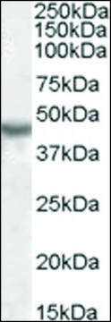 Anti-KCNJ1 antibody produced in goat affinity isolated antibody, buffered aqueous solution