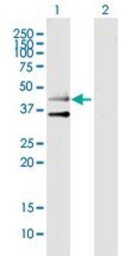 Anti-HTR3B antibody produced in mouse purified immunoglobulin, buffered aqueous solution