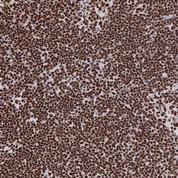 Anti-GAR1 antibody produced in rabbit Prestige Antibodies&#174; Powered by Atlas Antibodies, affinity isolated antibody, buffered aqueous glycerol solution