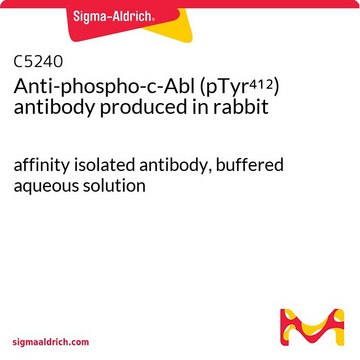 Anti-phospho-c-Abl (pTyr412) antibody produced in rabbit affinity isolated antibody, buffered aqueous solution