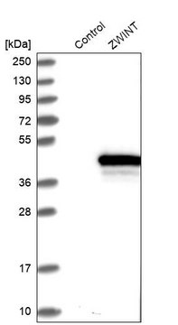 Anti-ZWINT antibody produced in rabbit Prestige Antibodies&#174; Powered by Atlas Antibodies, affinity isolated antibody, buffered aqueous glycerol solution, ab2