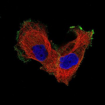 Monoclonal Anti-ITGB8 antibody produced in mouse Prestige Antibodies&#174; Powered by Atlas Antibodies, clone CL7290, purified immunoglobulin, buffered aqueous glycerol solution