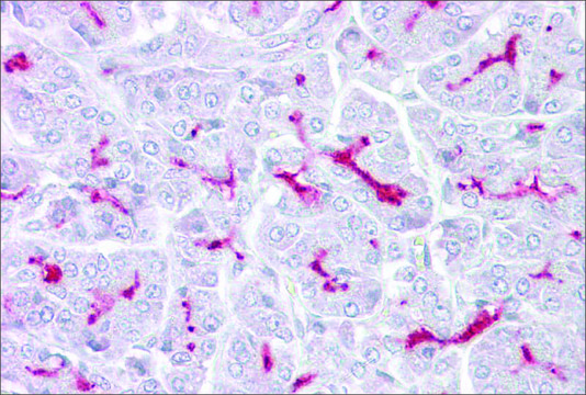 Anti-TRPM5 (AB1) antibody produced in rabbit affinity isolated antibody