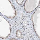 Anti-RBP7 antibody produced in rabbit Prestige Antibodies® Powered by Atlas Antibodies, affinity isolated antibody, buffered aqueous glycerol solution