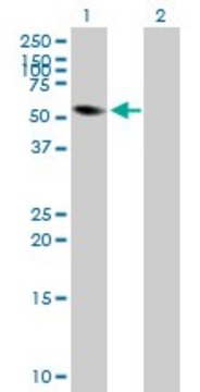 Anti-FRK antibody produced in mouse purified immunoglobulin, buffered aqueous solution