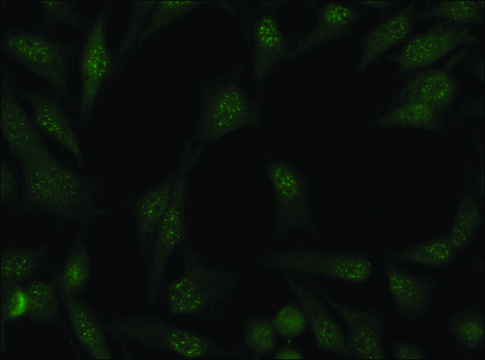 Anti-Cullin-4A antibody produced in rabbit ~1.5&#160;mg/mL, affinity isolated antibody, buffered aqueous solution