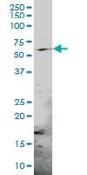 Anti-PSMC3 antibody produced in mouse purified immunoglobulin, buffered aqueous solution