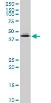 Anti-XAB1 antibody produced in mouse purified immunoglobulin, buffered aqueous solution