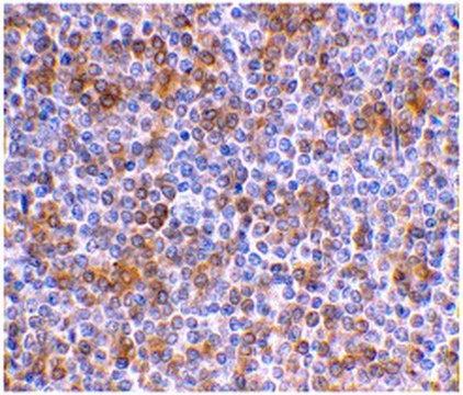 Anti-APOBEC3G Antibody from rabbit, purified by affinity chromatography