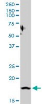 Anti-PTGES antibody produced in rabbit purified immunoglobulin, buffered aqueous solution