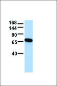 Anti-UBR2 antibody produced in rabbit affinity isolated antibody