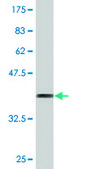 Monoclonal Anti-MYCBP antibody produced in mouse clone 2E9, purified immunoglobulin, buffered aqueous solution