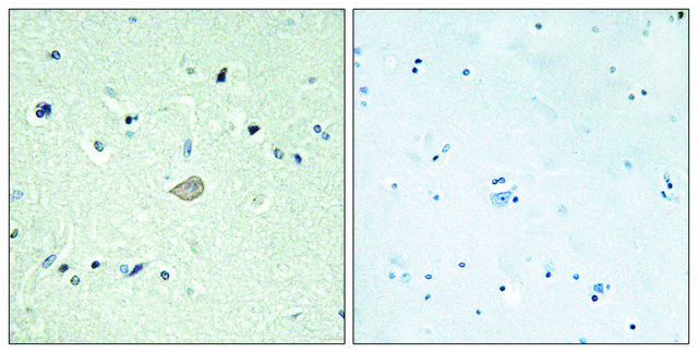 Anti-BAI3 antibody produced in rabbit affinity isolated antibody