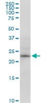 Anti-RPE antibody produced in mouse IgG fraction of antiserum, buffered aqueous solution