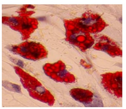 间充质干细胞脂肪形成试剂盒 Mesenchymal Stem Cell Adipogenesis Kit typically obtains 30% mature adipocytes from the rat bone marrow derived mesenchymal stem cells.