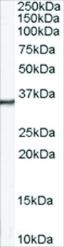 Anti-Calretinin antibody produced in goat affinity isolated antibody, buffered aqueous solution