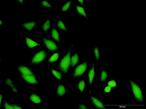 Anti-STAP1 antibody produced in rabbit purified immunoglobulin, buffered aqueous solution