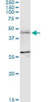 Monoclonal Anti-FBXL7 antibody produced in mouse clone 2G10, purified immunoglobulin, buffered aqueous solution