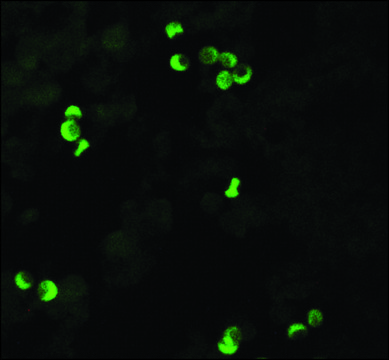 Monoclonal Anti-HLA Class I Antigen antibody produced in mouse clone W6/32, purified immunoglobulin, buffered aqueous solution