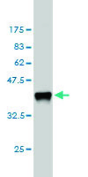 Monoclonal Anti-CSF1 antibody produced in mouse clone 1A9, purified immunoglobulin, buffered aqueous solution