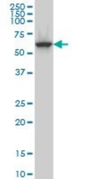 Monoclonal Anti-CLK3 antibody produced in mouse clone 7D6, ascites fluid, solution