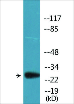 Anti-phospho-BCL2 (pSer70) antibody produced in rabbit affinity isolated antibody