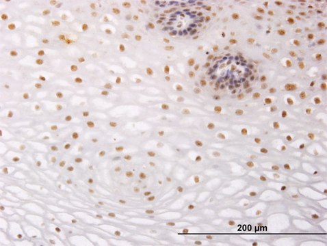 Monoclonal Anti-NR2C2 antibody produced in mouse clone 2A5, purified immunoglobulin, buffered aqueous solution