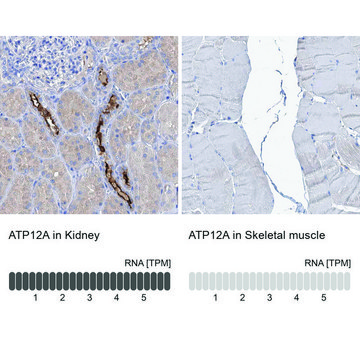 Anti-ATP12A antibody produced in rabbit Prestige Antibodies&#174; Powered by Atlas Antibodies, affinity isolated antibody, buffered aqueous glycerol solution