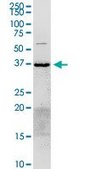 Anti-ANXA2 antibody produced in rabbit purified immunoglobulin, buffered aqueous solution