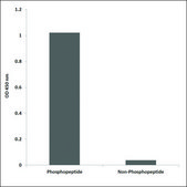 Anti-phospho-FAK (pTyr861) antibody produced in rabbit affinity isolated antibody