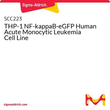 THP-1 NF-kappaB-eGFP Human Acute Monocytic Leukemia Cell Line