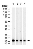 Anti-FAM72 Antibody, clone 1K2 ZooMAb® Rabbit Monoclonal recombinant, expressed in HEK 293 cells
