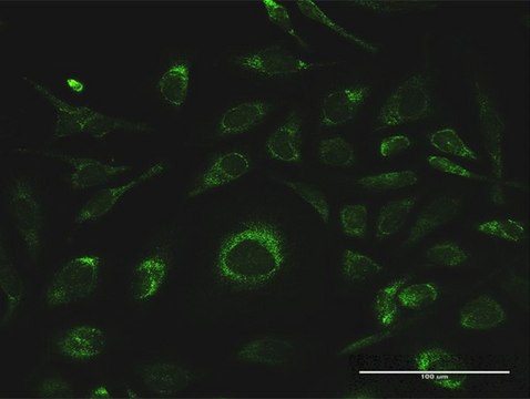 Anti-GSTK1 antibody produced in rabbit purified immunoglobulin, buffered aqueous solution