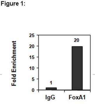 ChIPAb+ FOXA1 Antibody from rabbit, purified by affinity chromatography