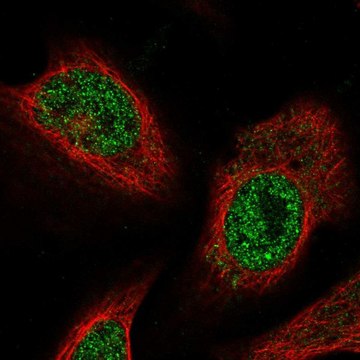 Anti-FEM1C antibody produced in rabbit Prestige Antibodies&#174; Powered by Atlas Antibodies, affinity isolated antibody