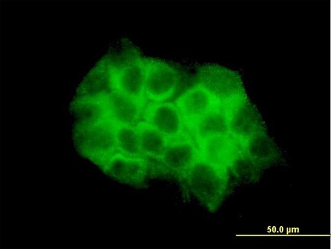 Monoclonal Anti-DVL3 antibody produced in mouse clone 4H2, purified immunoglobulin, buffered aqueous solution