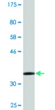 Monoclonal Anti-ZMYND10 antibody produced in mouse clone 3D11, purified immunoglobulin, buffered aqueous solution