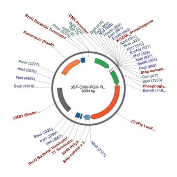 PSF-CMV-PGK-FLUC - DUAL PROMOTER LUCIFERASE PLASMID plasmid vector for molecular cloning