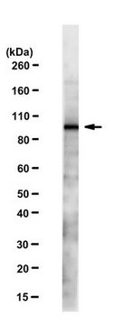 Anti-VMAT1 Antibody, clone N440 21 clone N440/21, from mouse