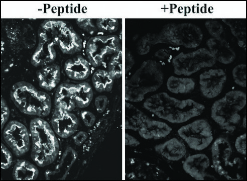 Anti-SLC26A6 antibody produced in goat affinity isolated antibody, buffered aqueous solution