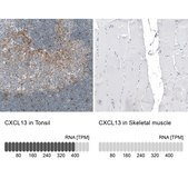 Monoclonal Anti-CXCL13 antibody produced in mouse Prestige Antibodies® Powered by Atlas Antibodies, clone CL10543, purified antibody (Protein A)