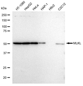 KD-Validated Anti MLKL Antibody, clone 23GB2895, Rabbit Monoclonal clone 23GB2895, recombinant rabbit monoclonal, expressed in HEK293 cells