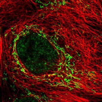 Anti-SDC3 antibody produced in rabbit Prestige Antibodies&#174; Powered by Atlas Antibodies, affinity isolated antibody