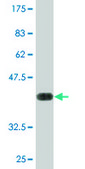 Monoclonal Anti-MXI1, (C-terminal) antibody produced in mouse clone 1F3, purified immunoglobulin, buffered aqueous solution
