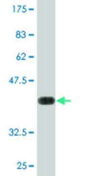 Monoclonal Anti-MXI1, (C-terminal) antibody produced in mouse clone 1F3, purified immunoglobulin, buffered aqueous solution