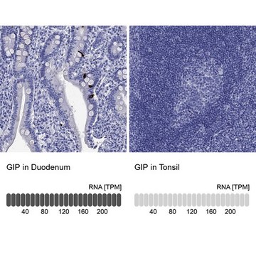 Anti-GIP antibody produced in rabbit Prestige Antibodies&#174; Powered by Atlas Antibodies, affinity isolated antibody, buffered aqueous glycerol solution