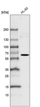 Monoclonal Anti-FUT4 antibody produced in mouse Prestige Antibodies® Powered by Atlas Antibodies, clone CL6365, purified immunoglobulin, buffered aqueous glycerol solution