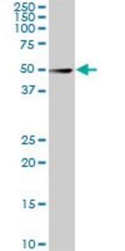 ANTI-CDK8 antibody produced in mouse clone 5H4, purified immunoglobulin, buffered aqueous solution