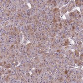 Anti-QRFP antibody produced in rabbit Prestige Antibodies® Powered by Atlas Antibodies, affinity isolated antibody, buffered aqueous glycerol solution