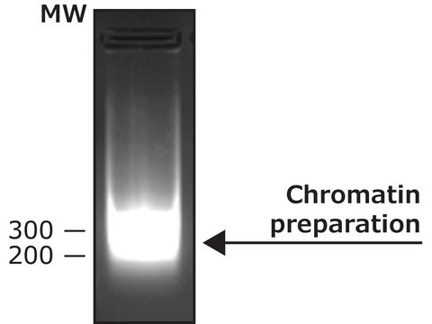 Nuclease micrococcal from Staphylococcus aureus With reaction buffer and BSA solution